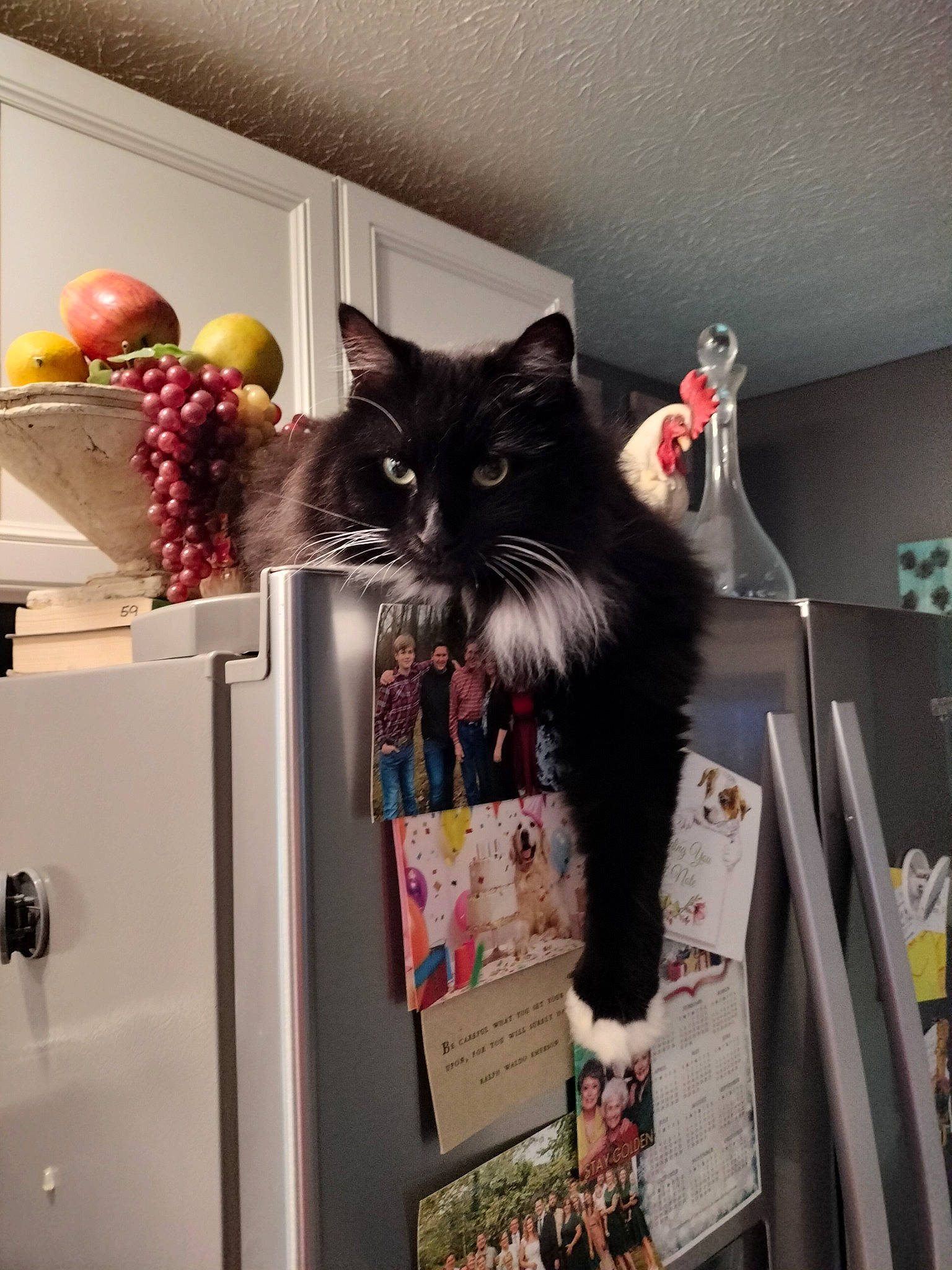 Sunni George joined the competition — help win amazing prizes! black_cat, bookcase, cabinetry, cardboard, carnivore, cat, domestic_short_haired_cat, drawer, felidae, fur, grey, holiday, room, shelf, shelving, small_to_medium_sized_cats, tail, whiskers