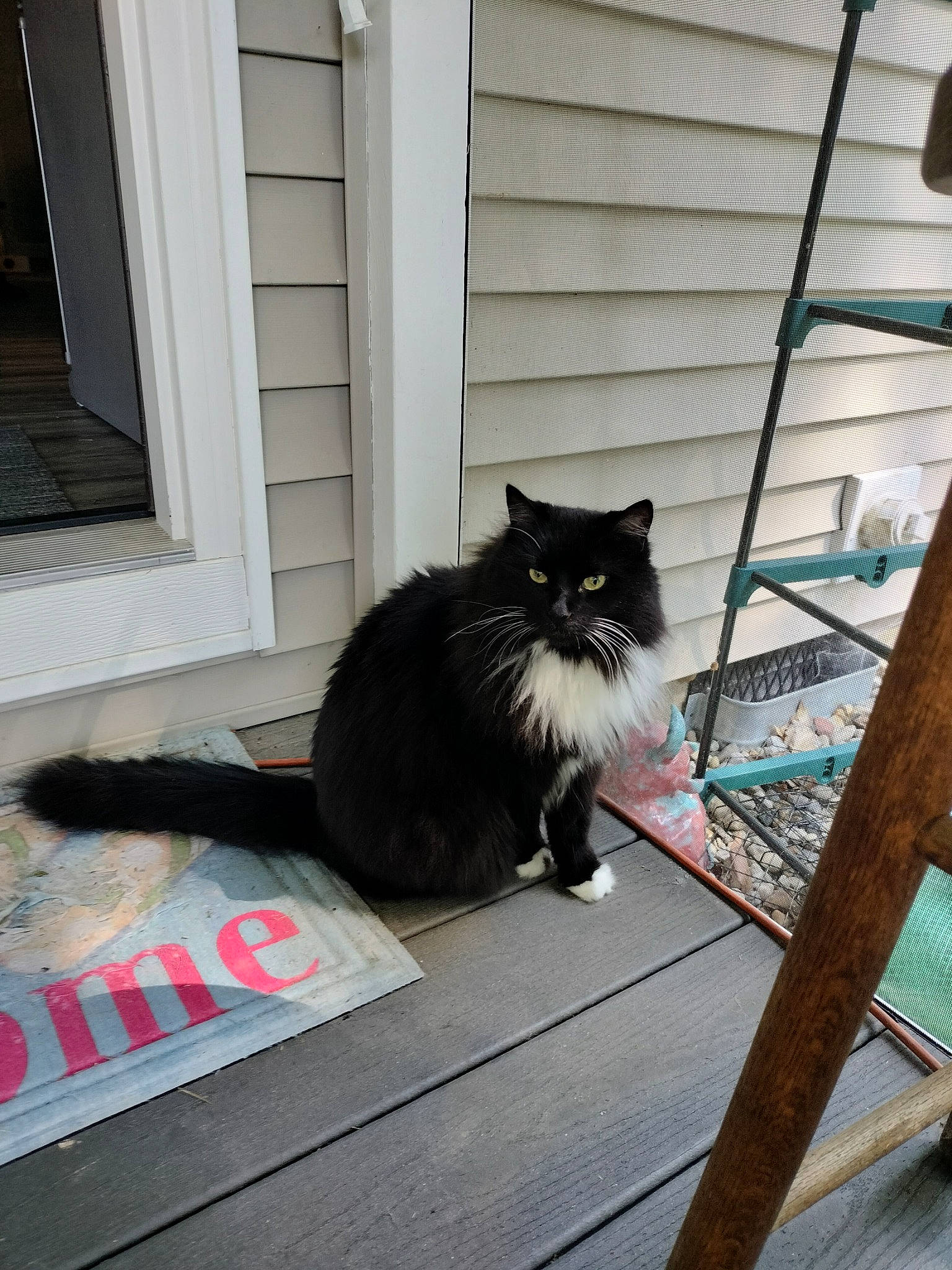 Sunni George joined the competition — help win amazing prizes! carnivore, cat, domestic_short_haired_cat, felidae, floor, flooring, fur, grey, hardwood, mammal, porch, road_surface, sitting, small_to_medium_sized_cats, tail, tree, vertebrate, whiskers, window, wood