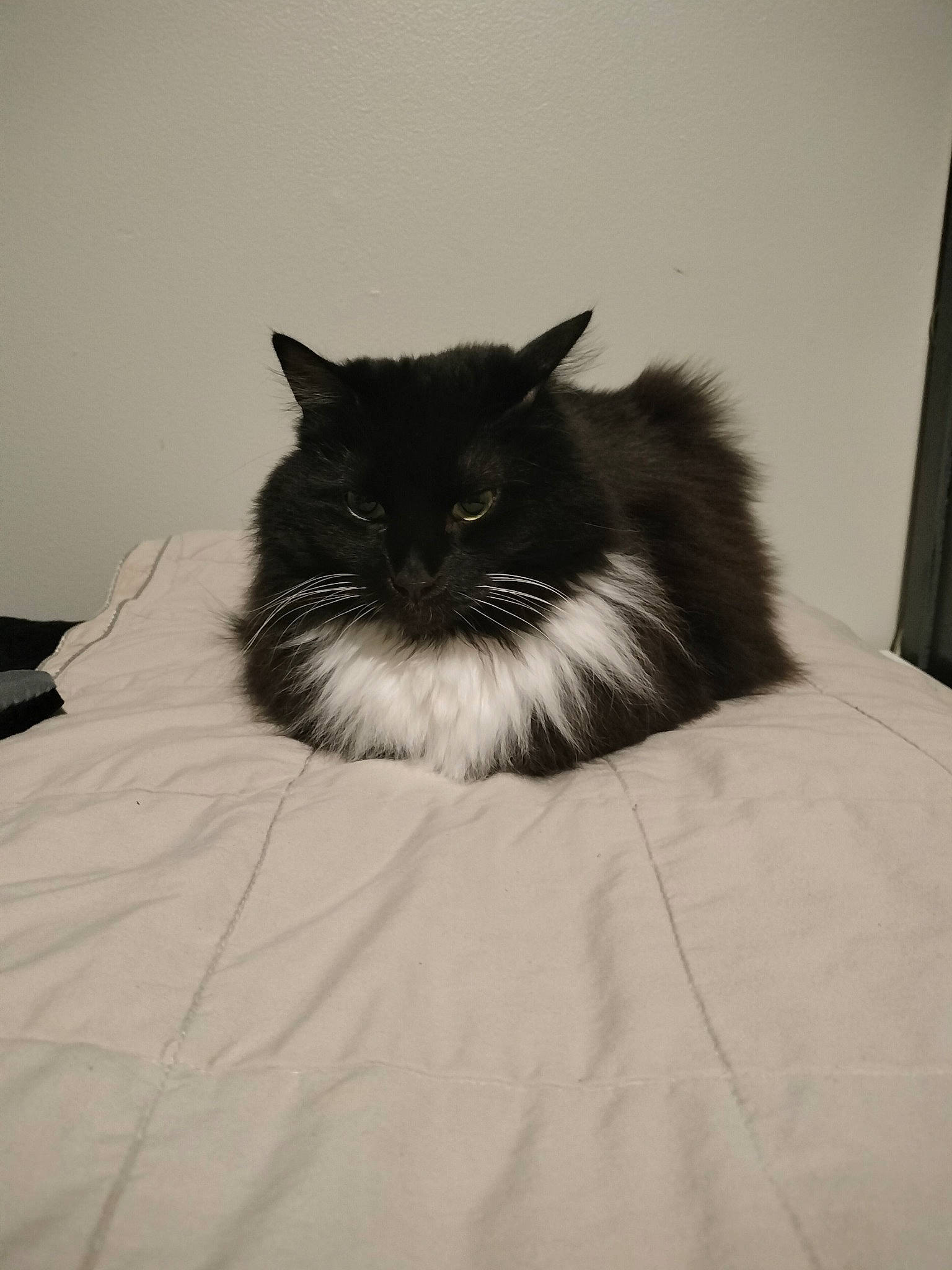 Sunni George joined the competition — help win amazing prizes! black_cat, british_longhair, carnivore, cat, comfort, felidae, flooring, fur, grey, monochrome, monochrome_photography, room, sitting, small_to_medium_sized_cats, snout, terrestrial_animal, tints_and_shades, whiskers