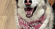 Akira is registered to the contest to win money with this photo: dog, husky, birthday_hat, pink, bandana, happy, smiling, pet, indoor, floor, celebration, canine, animal, fur, ears, tongue, mouth_open, sitting, cute, portrait