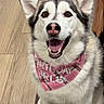 dog, husky, birthday_hat, pink, bandana, happy, smiling, pet, indoor, floor, celebration, canine, animal, fur, ears, tongue, mouth_open, sitting, cute, portrait