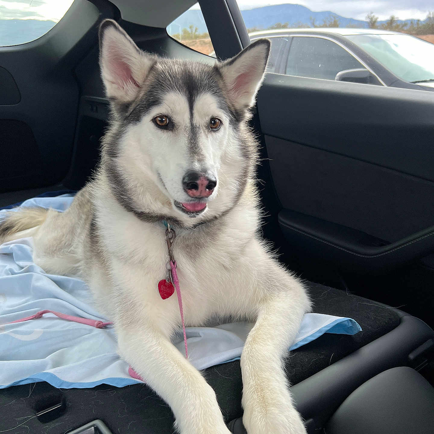 Akira joined the competition — help win amazing prizes! dog, husky, pet, car_interior, window, mountain, leash, tag, fur, tongue, ears, nose, backseat, resting, relaxed, happy, animal, canine, transportation, daylight