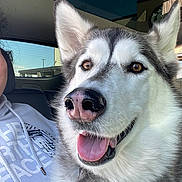 Akira joined the competition — help win amazing prizes! dog, husky, pet, animal, car_interior, smiling, close_up, face, tongue_out, ears, furry, collar, person_partial, hoodie, window, daylight, starbucks_logo, happy, domestic_animal, transportation