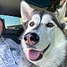 dog, husky, pet, animal, car_interior, smiling, close_up, face, tongue_out, ears, furry, collar, person_partial, hoodie, window, daylight, starbucks_logo, happy, domestic_animal, transportation
