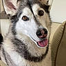 Akira is registered to the contest to win money with this photo: dog, siberian_husky, pet, animal, indoor, couch, fur, tongue, ears, nose, happy, portrait, closeup, brown_eyes, white_fur, gray_fur, canine, companion, domestic_animal, friendly
