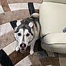 Akira joined the competition — help win amazing prizes! dog, husky, pet, indoor, carpet, rug, smiling, ears, accessory, animal, canine, fur, tail, floor, home, furniture, couch, looking_up, cute, domestic