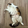 Emna is registered to the contest to win money with this photo: cat, calico, fluffy, lying_down, floor, wooden_floor, pet, animal, relaxed, indoor, cute, fur, tail, whiskers, domestic_cat, playful, resting, mammal, companion, house