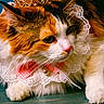 Emna is registered to the contest to win money with this photo: adorable, animal, calico_cat, cat, closeup, costume, crown, cute, domestic_cat, feline, fur, green_eyes, indoor, lace_collar, pet, pink_nose, portrait, resting, royalty, whiskers