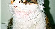 Emna is registered to the contest to win money with this photo: animal, black_fur, calico, cat, cute, domestic_cat, ears, feline, floor, fluffy, indoor, lace_collar, orange_fur, pet, portrait, sitting, tiara, wall, whiskers, white_fur