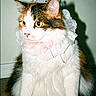 Emna is registered to the contest to win money with this photo: cat, calico, lace_collar, tiara, pet, animal, feline, indoor, fluffy, white_fur, orange_fur, black_fur, portrait, sitting, cute, domestic_cat, whiskers, ears, floor, wall