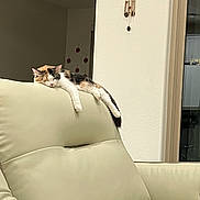 Emna joined the competition — help win amazing prizes! cat, calico_cat, sleeping, recliner, furniture, indoor, wall, wind_chime, relaxing, pet, animal, cozy, home, window, curtain, resting, living_room, paw, tail, napping