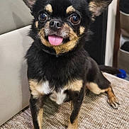 Prestie participe au concours pour gagner de l'argent avec cette photo : animal, black_dog, carpet, chihuahua, close_up, companion, cute, dog, domestic_animal, ears, expression, friendly, front_paws, fur, indoor, pet, sitting, small_dog, tan_markings, tongue_out