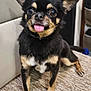 animal, black_dog, carpet, chihuahua, close_up, companion, cute, dog, domestic_animal, ears, expression, friendly, front_paws, fur, indoor, pet, sitting, small_dog, tan_markings, tongue_out