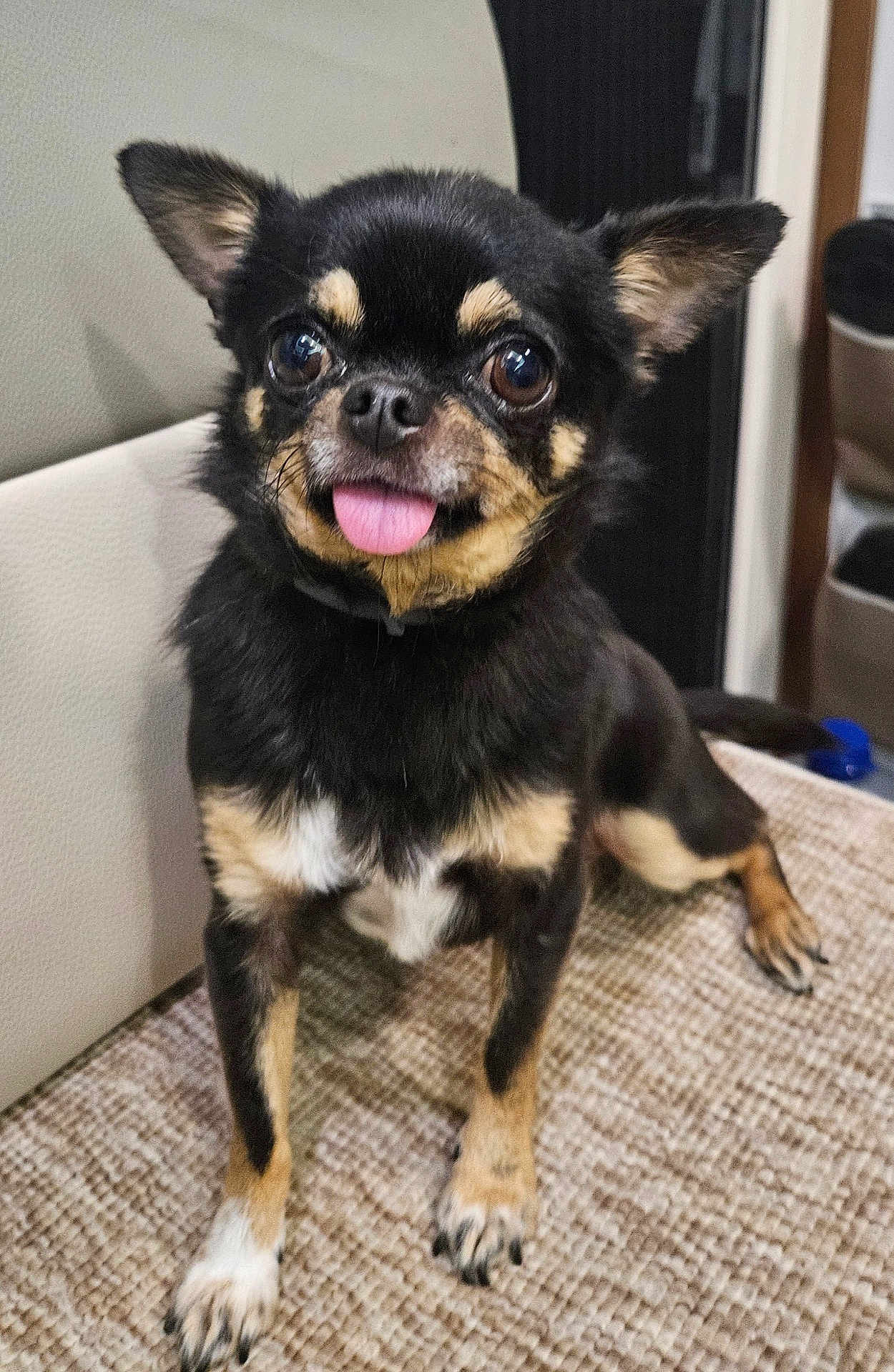 Prestie participe au concours pour gagner de l'argent avec cette photo : animal, black_dog, carpet, chihuahua, close_up, companion, cute, dog, domestic_animal, ears, expression, friendly, front_paws, fur, indoor, pet, sitting, small_dog, tan_markings, tongue_out