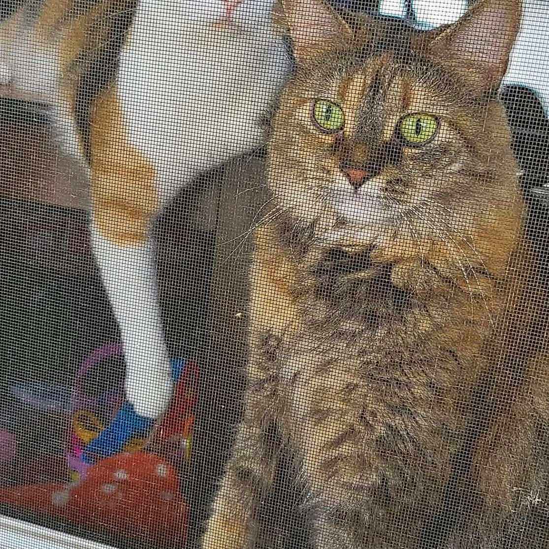 Pixie And Rosalie joined the competition — help win amazing prizes! animal, calico, cat, closeup, curious, domestic, ears, feline, fur, green_eyes, household, indoor, looking_out, paw, pets, screen, tabby, two_cats, whiskers, window