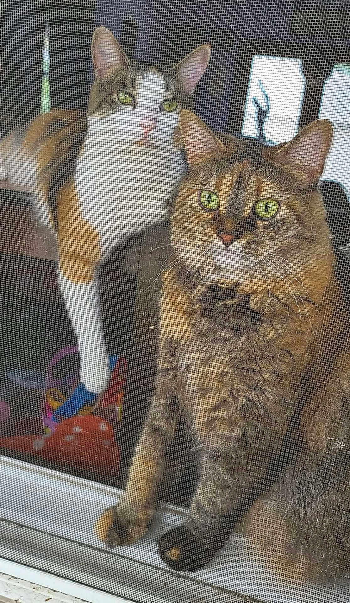 Pixie And Rosalie joined the competition — help win amazing prizes! cat, window, screen, pets, green_eyes, curious, indoor, animal, feline, whiskers, tabby, calico, closeup, looking_out, household, domestic, two_cats, fur, ears, paw