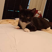 Nova joined the competition — help win amazing prizes! bed, black_and_white, blanket, cat, cozy, curious, documents, eyes, furniture, home, indoor, kitten, papers, paws, portrait, resting, tuxedo_cat, wall_paneling, whiskers, window_blinds