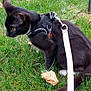 Nova joined the competition — help win amazing prizes! autumn, cat, closeup, collar_tag, curious, domestic_animal, grass, harness, leaf, leash, mammal, nature, outdoor, pet, sidewalk, sitting, tail, tuxedo_cat, whiskers, yellow_eyes