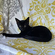 Misty. is registered to the contest to win money with this photo: animal, black_cat, blanket, cat, cozy, cute, domestic_animal, ears, feline, fur, gray, indoor, lying_down, patterned_blanket, pet, relaxed, resting, tail, whiskers, yellow