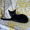 animal, black_cat, blanket, cat, cozy, cute, domestic_animal, ears, feline, fur, gray, indoor, lying_down, patterned_blanket, pet, relaxed, resting, tail, whiskers, yellow