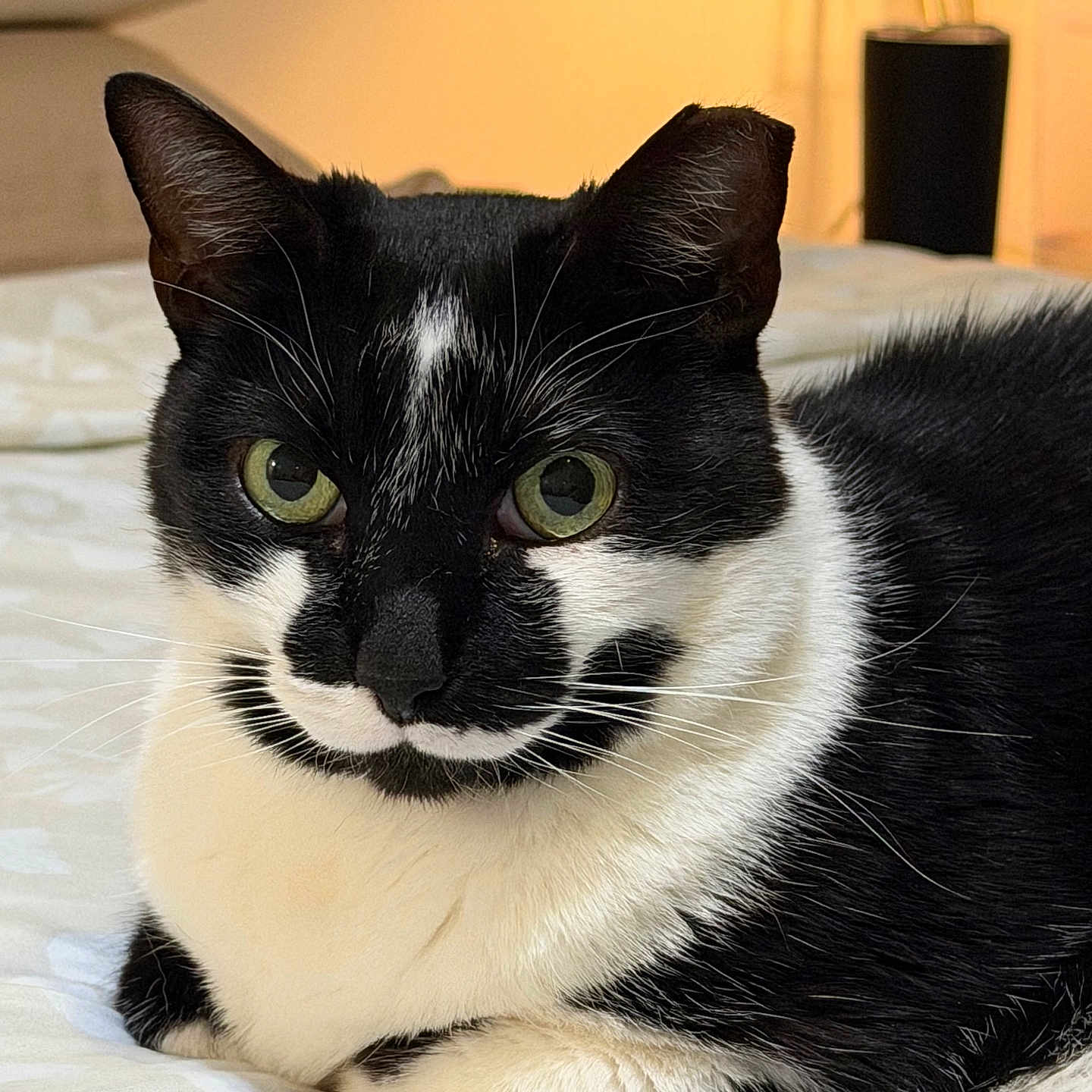 Coco joined the competition — help win amazing prizes! animal, bed, bedroom, black_and_white, cat, closeup, cozy, cute, domestic, feline, fur, green_eyes, indoor, lying_down, pet, portrait, relaxed, resting, soft_lighting, whiskers