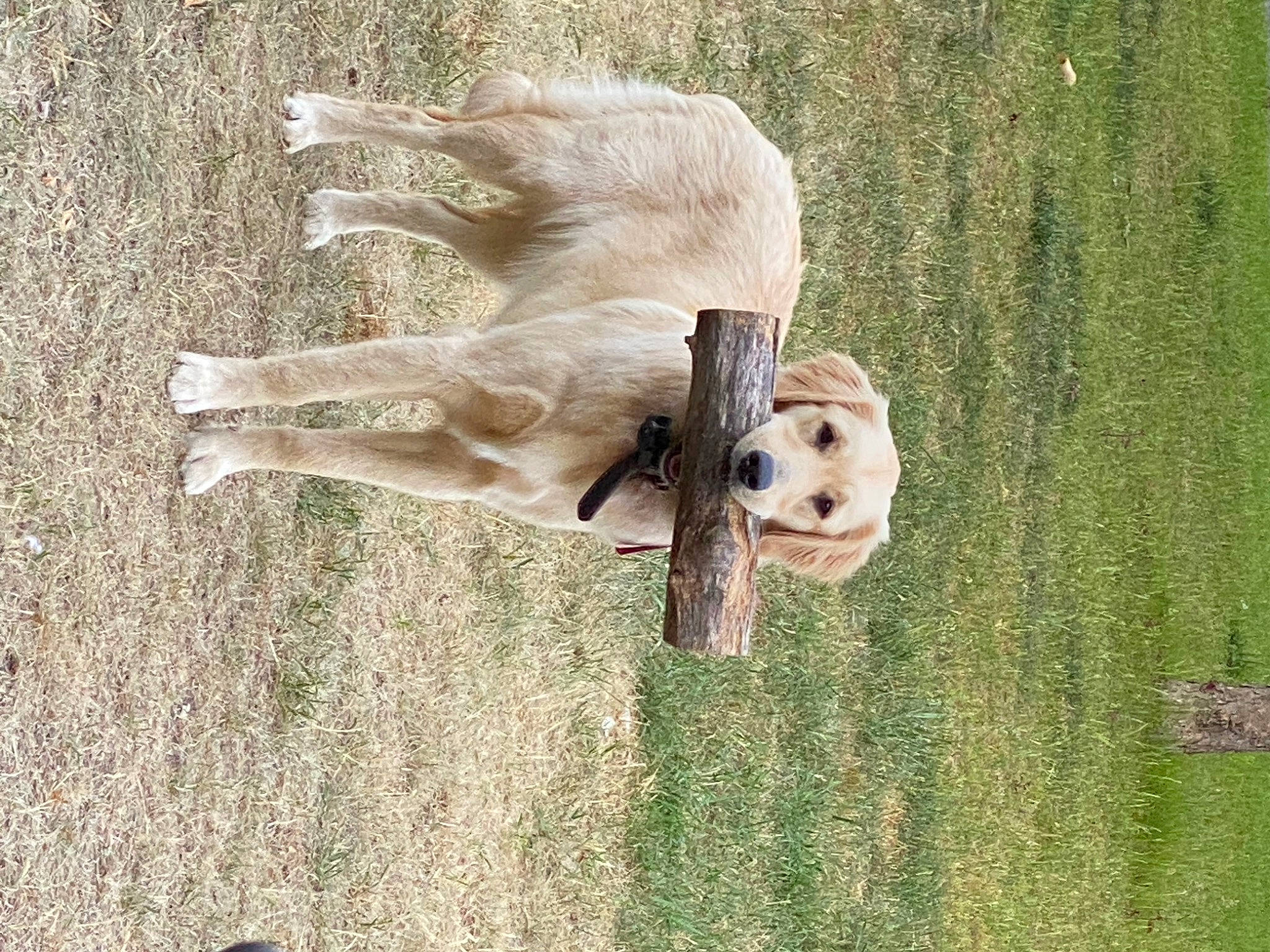 Spice joined the competition — help win amazing prizes! ball, canidae, carnivore, companion_dog, dog, dog_breed, fawn, grass, jumping, plant, retriever, snout, sporting_group, sports_equipment, tail, tennis_ball, toy, tree, wood, working_animal