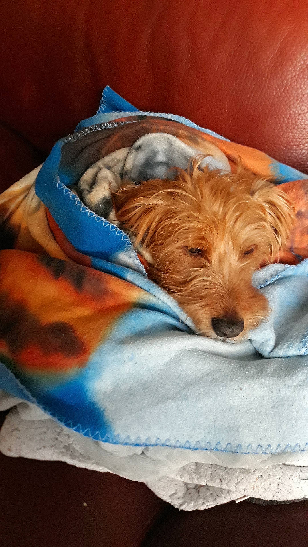 Lucky a rejoint le concours — aidez-le/la à gagner de superbes lots ! australian_terrier, canidae, carnivore, companion_dog, dog, dog_breed, irish_soft_coated_wheaten_terrier, linens, mammal, puppy, schnoodle, sporting_group, terrier