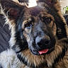 Argos a rejoint le concours — aidez-le/la à gagner de superbes lots ! dog, german_shepherd, long_hair, fluffy, portrait, close_up, face, ears, tongue, blep, brown_fur, black_fur, indoor, home, couch, blanket, plant, window, pet, cute