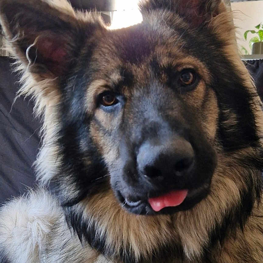 Argos