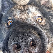 Argos a rejoint le concours — aidez-le/la à gagner de superbes lots ! dog, black_dog, close_up, face, nose, snout, eyes, amber_eyes, fur, black_fur, whiskers, animal, pet, portrait, indoors, carpet, hand, funny, curious, macro_photography