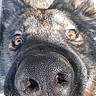 dog, black_dog, close_up, face, nose, snout, eyes, amber_eyes, fur, black_fur, whiskers, animal, pet, portrait, indoors, carpet, hand, funny, curious, macro_photography