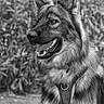 Argos a rejoint le concours — aidez-le/la à gagner de superbes lots ! dog, german_shepherd, canine, portrait, black_and_white, outdoor, garden, foliage, long_hair, fluffy, pointed_ears, open_mouth, tongue, smiling, sitting, harness, collar, pet, animal, photography