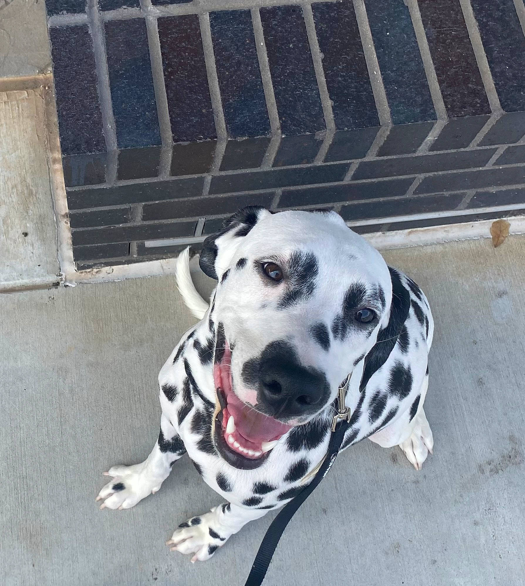 Freeway joined the competition — help win amazing prizes! canidae, carnivore, collar, companion_dog, concrete, dalmatian, dog, dog_breed, non_sporting_group, pet_supply, snout, sporting_group, working_animal, working_dog