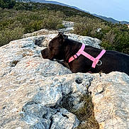 Nina a rejoint le concours — aidez-le/la à gagner de superbes lots ! animal, black_dog, calm, daylight, dog, grass, hiking, landscape, mountains, nature, outdoor, pet, pink_harness, resting, rock, rocky_terrain, scenic, serene, trees, wilderness