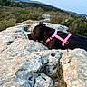 animal, black_dog, calm, daylight, dog, grass, hiking, landscape, mountains, nature, outdoor, pet, pink_harness, resting, rock, rocky_terrain, scenic, serene, trees, wilderness