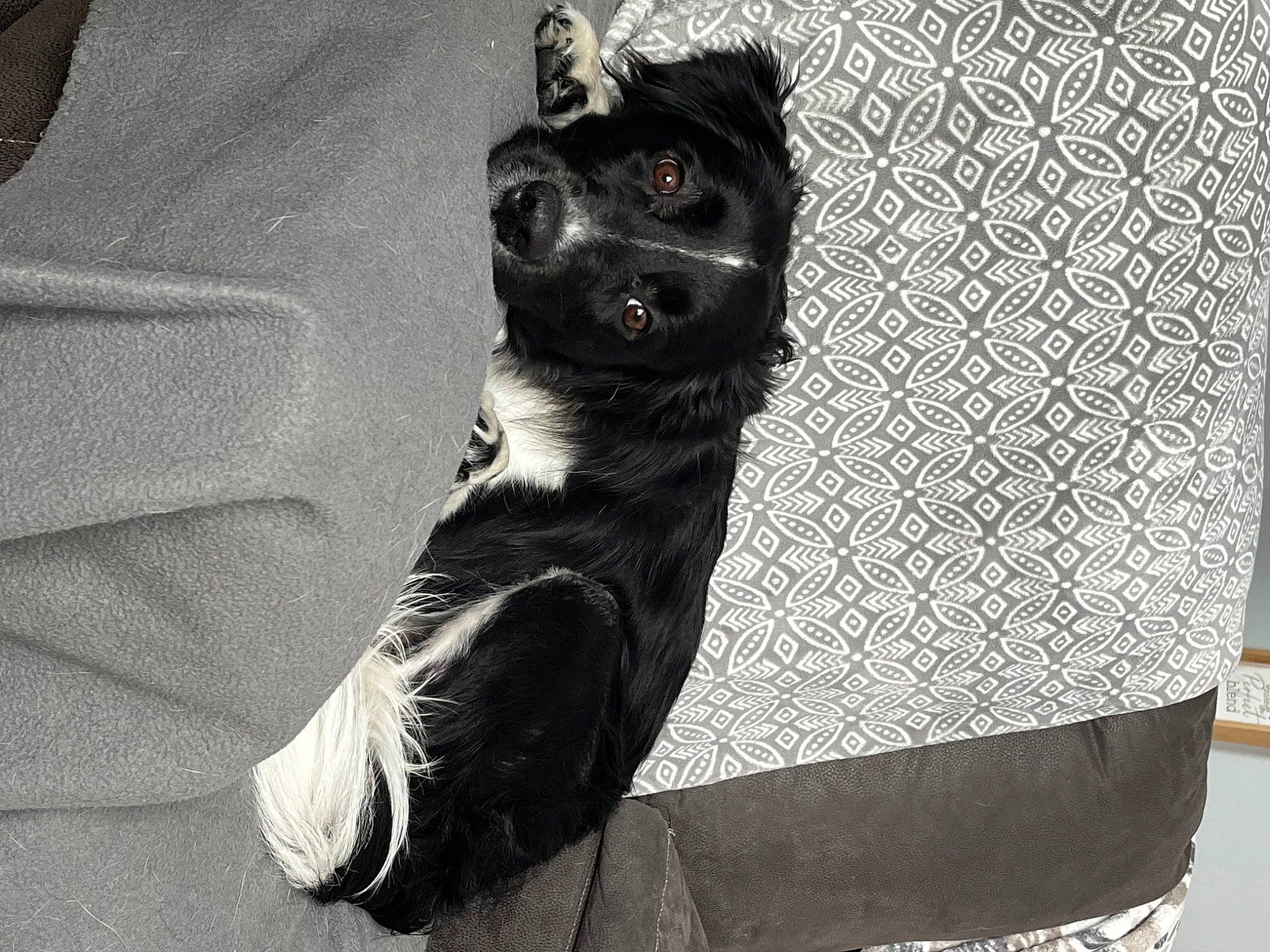 Cheyenne joined the competition — help win amazing prizes! canidae, carnivore, companion_dog, dog, dog_breed, dog_collar, dog_supply, foot, fur, grey, human_leg, monochrome, monochrome_photography, paw, shadow, snout, sporting_group, tail, whiskers, working_animal