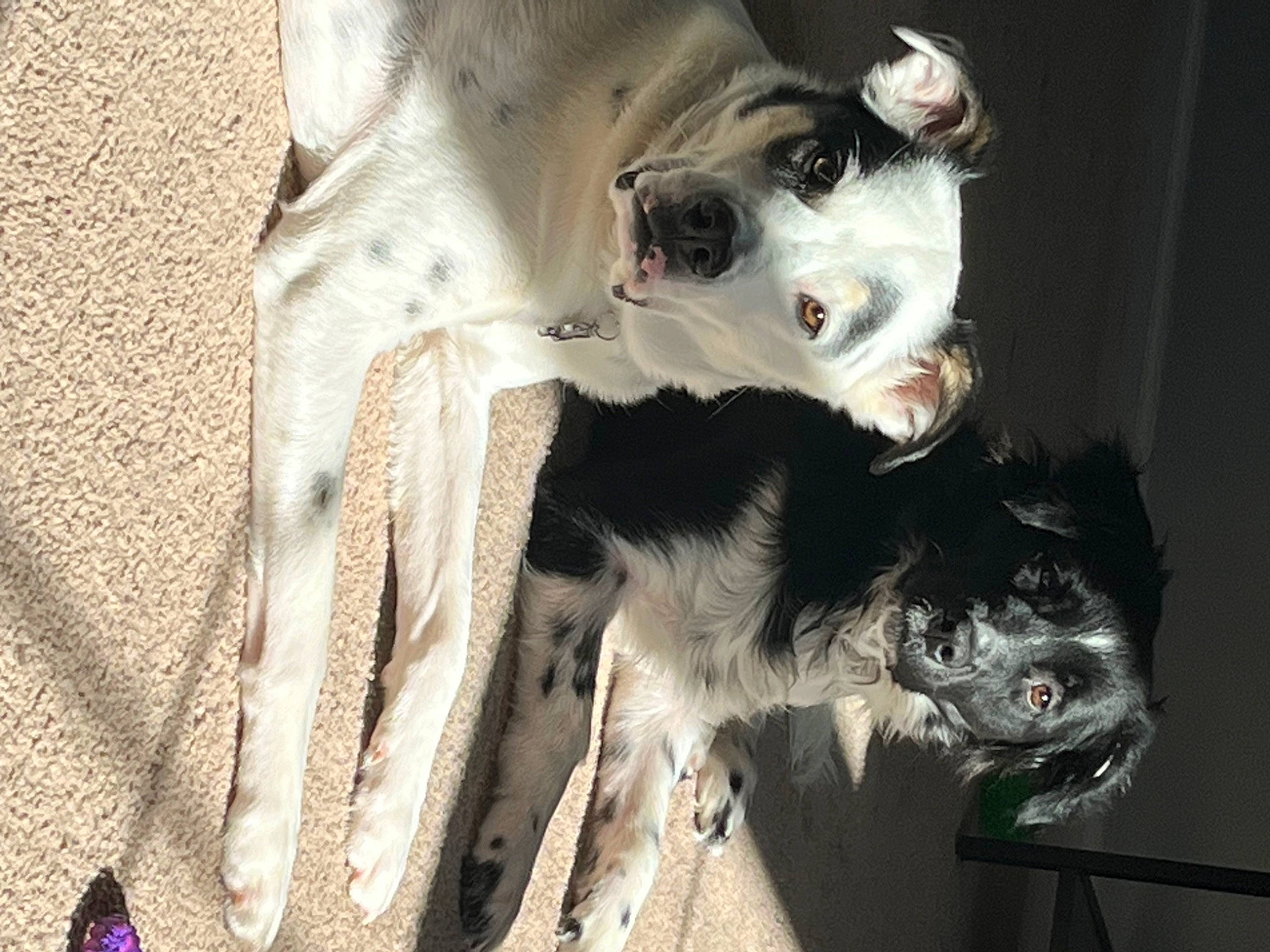 Cheyenne is registered to the contest to win money with this photo: canidae, carnivore, companion_dog, dog, dog_breed, dog_supply, fang, fawn, fur, non_sporting_group, snout, sporting_group, terrestrial_animal, toy_dog, whiskers, working_animal