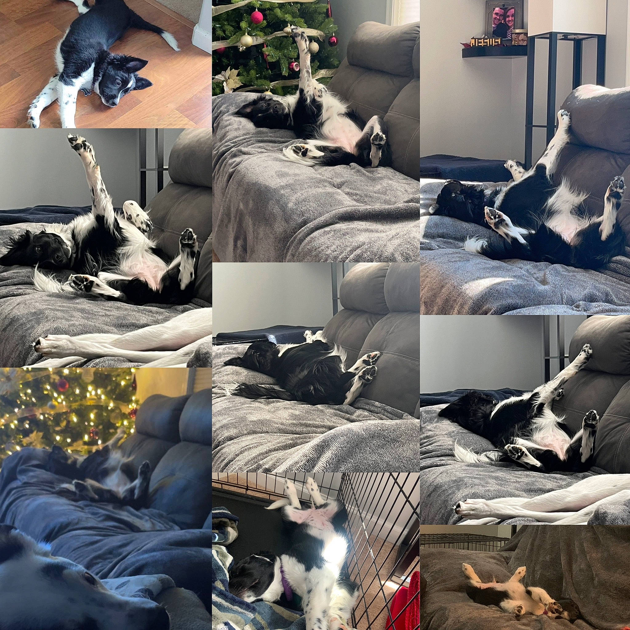Cheyenne joined the competition — help win amazing prizes! black, comfort, couch, fashion, grey, human, interior_design, lamp, light, linens, mammal, photograph, picture_frame, pillow, plant, snapshot, studio_couch, style, textile, white