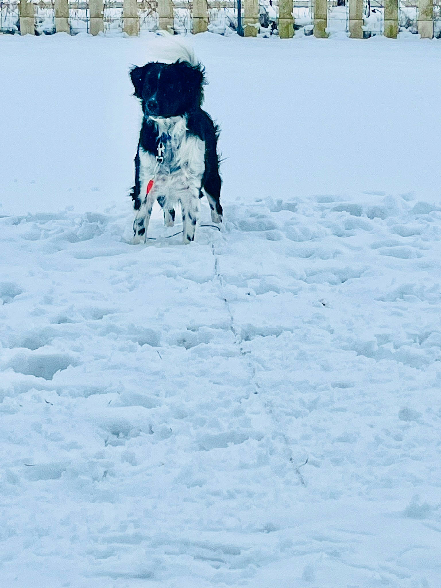 Cheyenne joined the competition — help win amazing prizes! automotive_tire, canidae, carnivore, companion_dog, dog, dog_breed, dog_supply, electric_blue, freezing, fun, fur, glacial_landform, ice_cap, playing_in_the_snow, recreation, slope, snow, winter, working_animal, working_dog