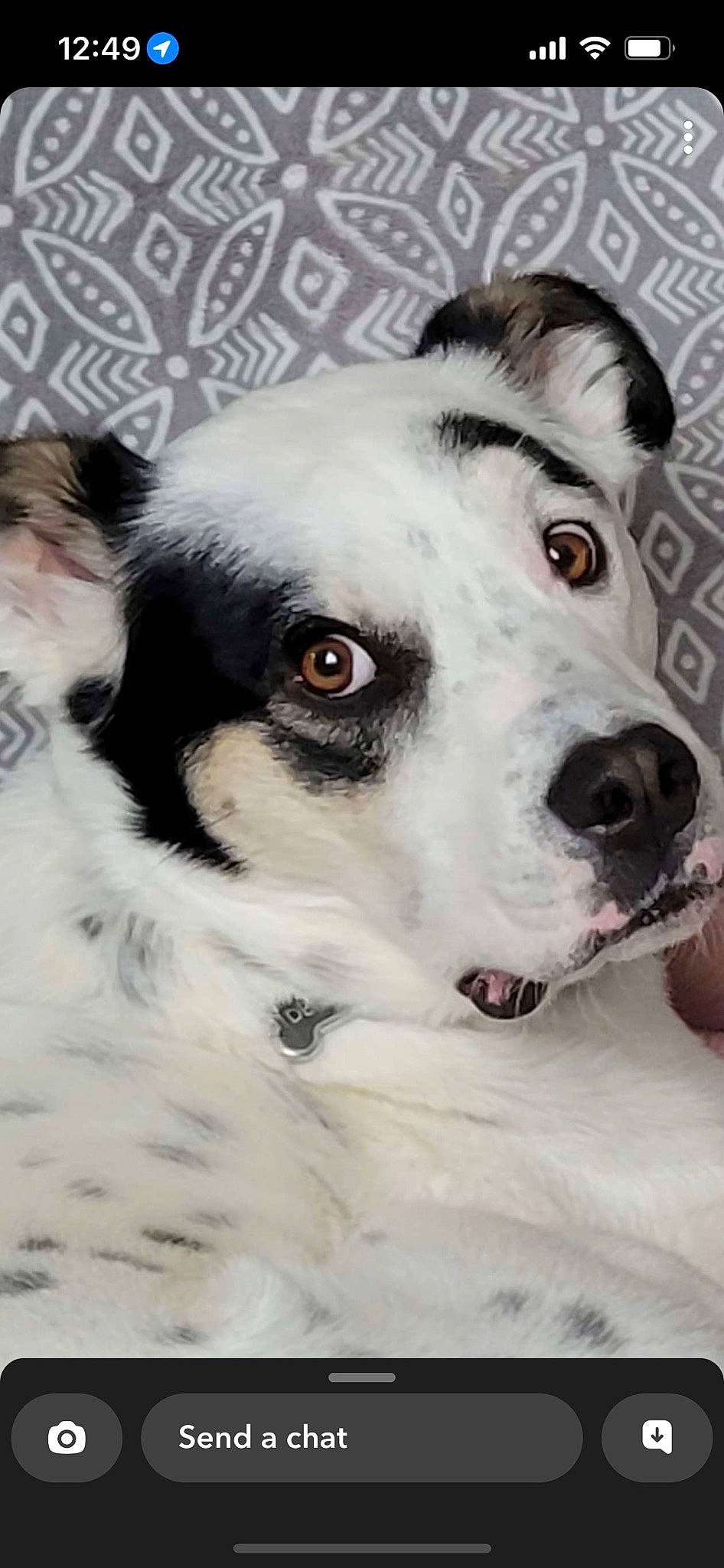 Denver is registered to the contest to win money with this photo: ancient_dog_breeds, canidae, carnivore, collar, companion_dog, dog, dog_breed, dog_collar, fur, monochrome, monochrome_photography, snout, sporting_group, terrestrial_animal, whiskers, working_animal, working_dog