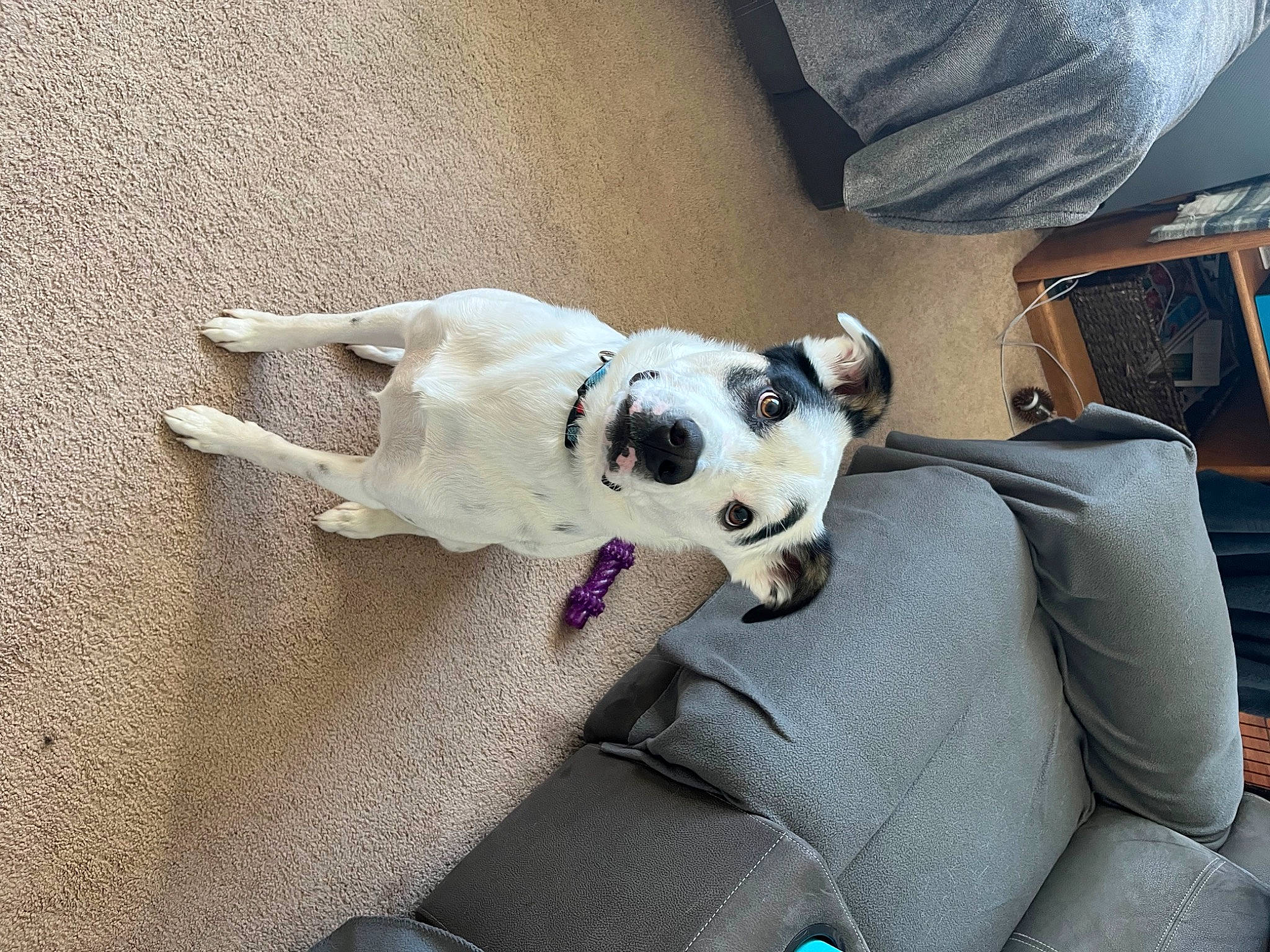 Denver is registered to the contest to win money with this photo: bag, carnivore, collar, comfort, companion_dog, dog, dog_breed, dog_supply, fawn, flooring, fur, luggage_and_bags, non_sporting_group, paw, puppy, tail, working_animal