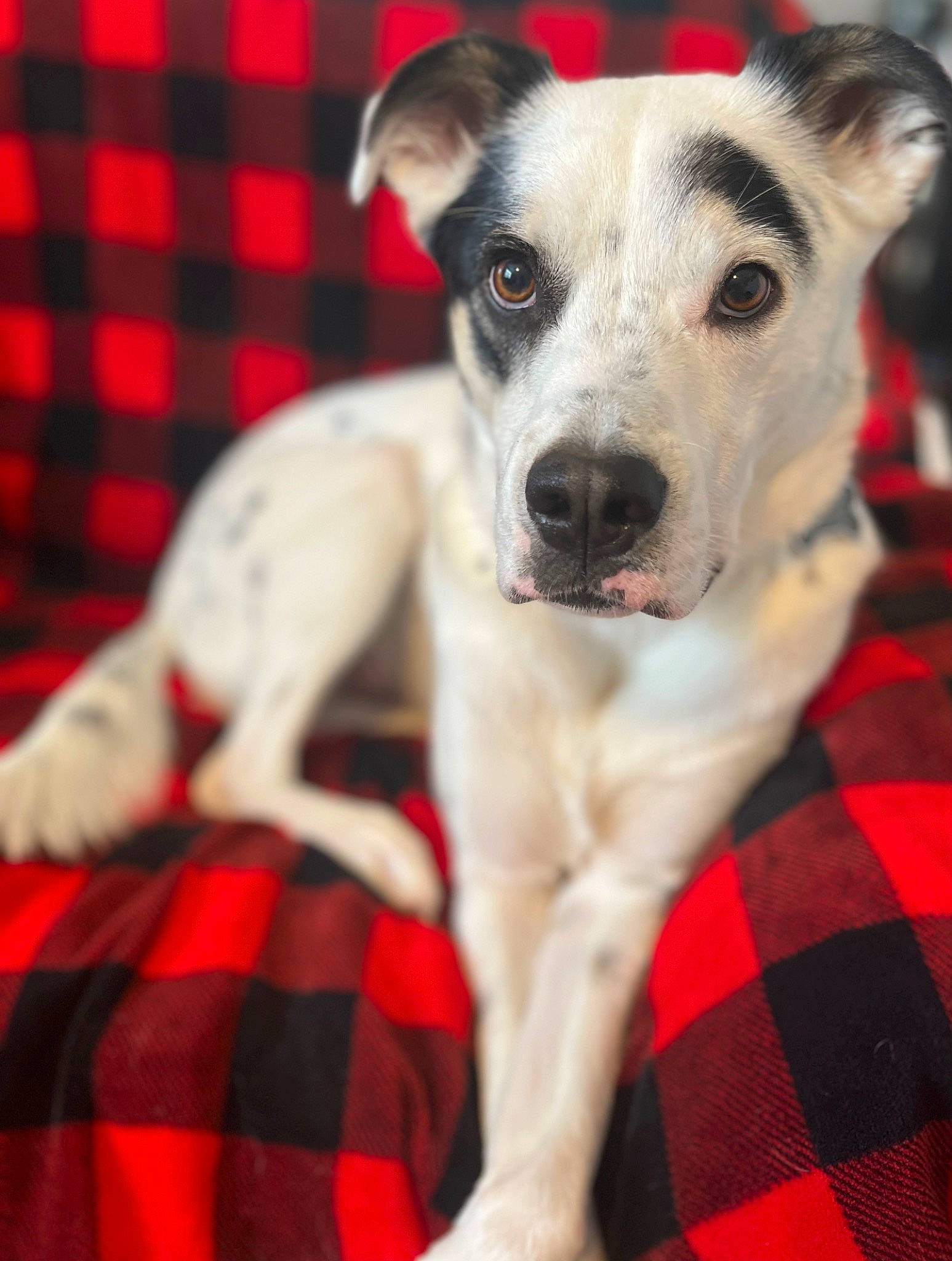 Denver joined the competition — help win amazing prizes! canidae, carnivore, collar, comfort, companion_dog, dog, dog_breed, dog_collar, dog_supply, door, fur, leash, linens, pattern, pet_supply, plaid, tartan, textile, whiskers, working_animal