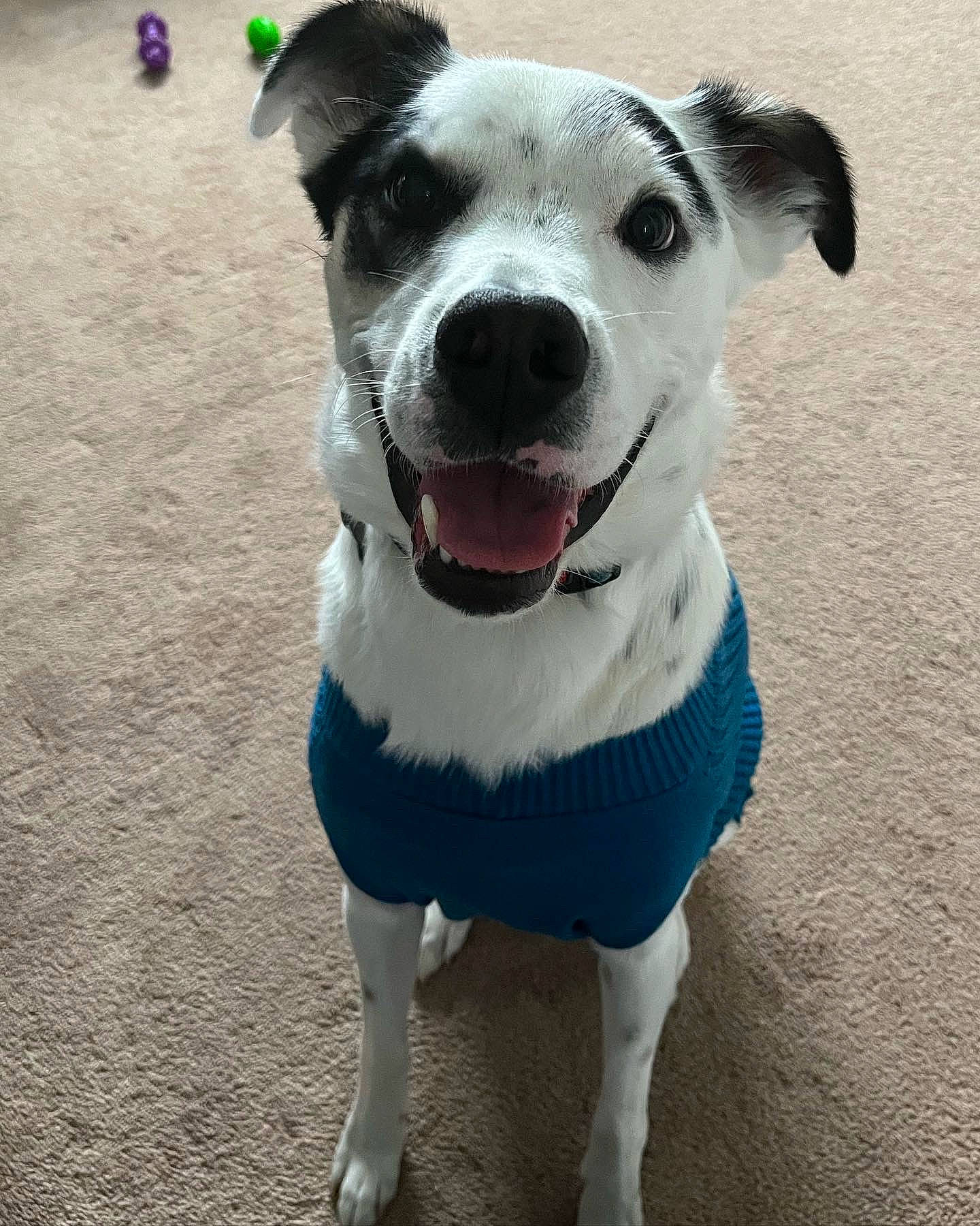 Denver is registered to the contest to win money with this photo: airplane, canidae, carnivore, collar, companion_dog, dog, dog_breed, dog_clothes, dog_collar, dog_supply, electric_blue, fashion_accessory, happy, leash, paw, pet_supply, snout, sporting_group, whiskers, working_animal