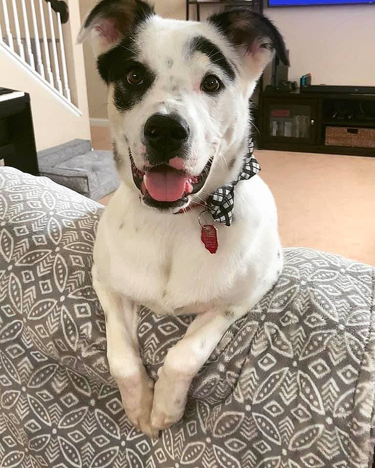 Denver is registered to the contest to win money with this photo: bow_tie, carnivore, collar, comfort, companion_dog, computer_keyboard, dog, dog_breed, dog_collar, dog_supply, door, fang, fawn, fur, leash, paw, pet_supply, sporting_group, whiskers, working_animal