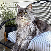 Alba joined the competition — help win amazing prizes! animal, cat, chair, cushion, domestic_animal, feline, fluffy, fur, gray, home, metal, outdoor, pet, plant, porch, relaxed, sitting, striped, whiskers, yellow_eyes