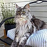 animal, cat, chair, cushion, domestic_animal, feline, fluffy, fur, gray, home, metal, outdoor, pet, plant, porch, relaxed, sitting, striped, whiskers, yellow_eyes