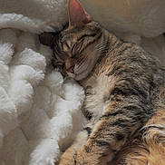 Sky participe au concours pour gagner de l'argent avec cette photo : cat, tabby, sleeping, fluffy_blanket, cozy, fur, whiskers, paw, tail, indoor, resting, pet, animal, cute, relaxed, soft, comfort, nap, feline, warm