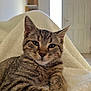 Atchoum participe au concours pour gagner de l'argent avec cette photo : cat, tabby, pet, animal, feline, indoor, blanket, fur, whiskers, ears, cute, relaxed, cozy, house, soft, resting, closeup, portrait, brown, striped