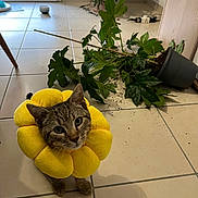 Atchoum a rejoint le concours — aidez-le/la à gagner de superbes lots ! cat, tabby_cat, flower_collar, yellow, plant, potted_plant, fallen_plant, soil, tiled_floor, indoor, window, door, green_leaves, pot, mess, animal, pet, curious, looking_up, houseplant