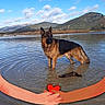 animal, arms, clouds, dog, german_shepherd, heart, illustration, lake, landscape, love, mountains, nature, outdoor, peaceful, reflection, ripples, scenery, sky, standing, water